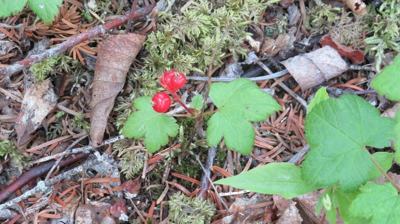 Skunk Currant photo 6