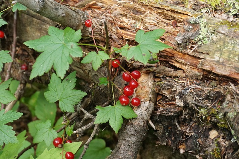 Skunk Currant photo 7