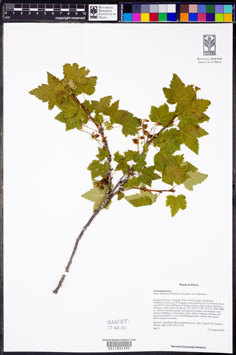 Ribes himalense var. himalense