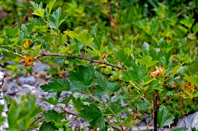 Hairystem Gooseberry photo 4
