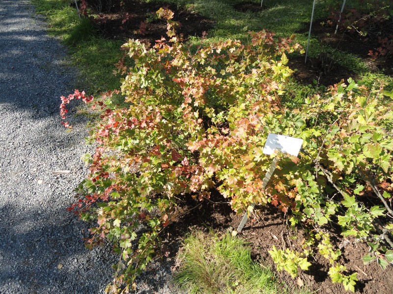 Hairystem Gooseberry photo 5