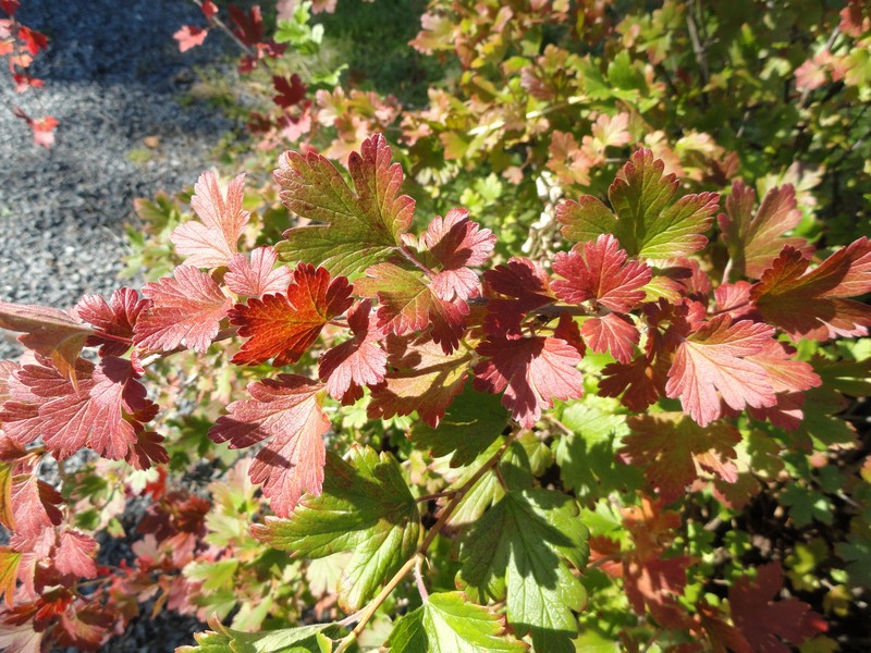 Hairystem Gooseberry photo 6