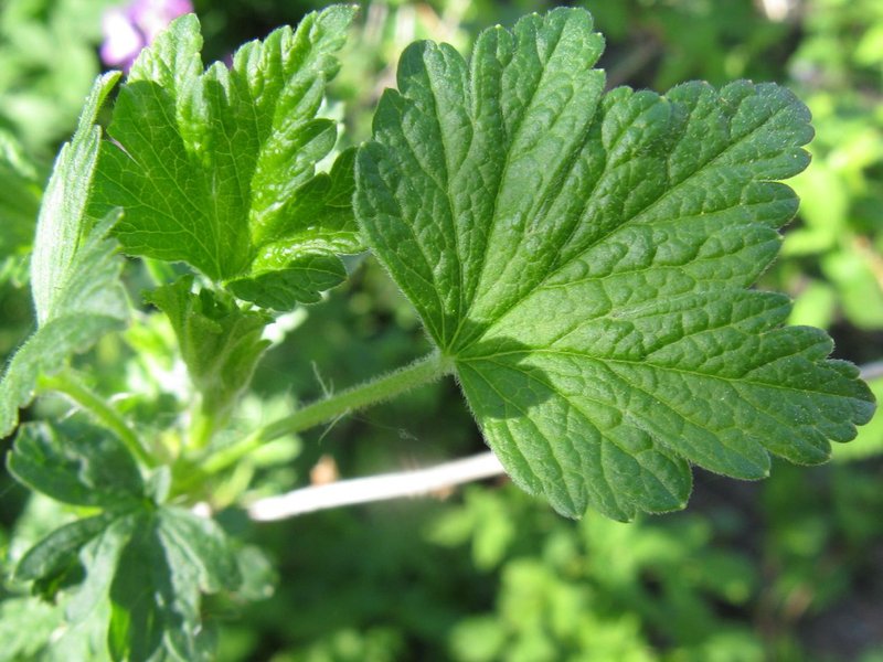 Hairystem Gooseberry photo 8