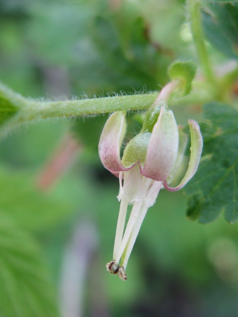 Hairystem Gooseberry photo 2