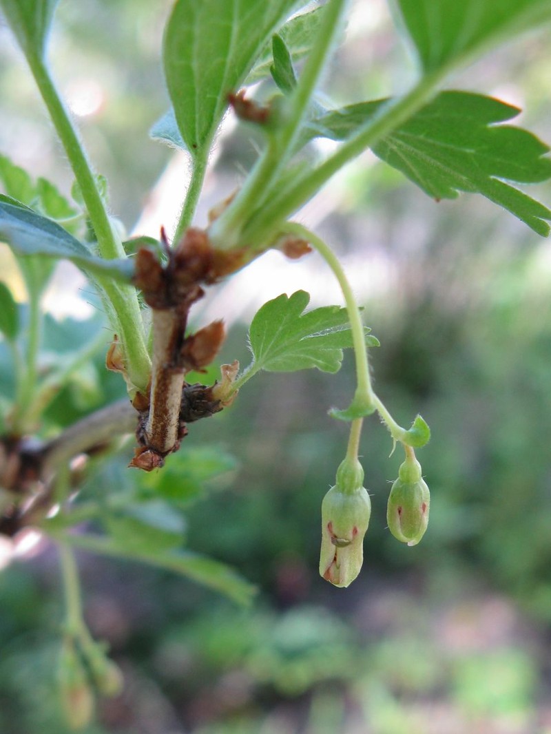 Hairystem Gooseberry photo 3