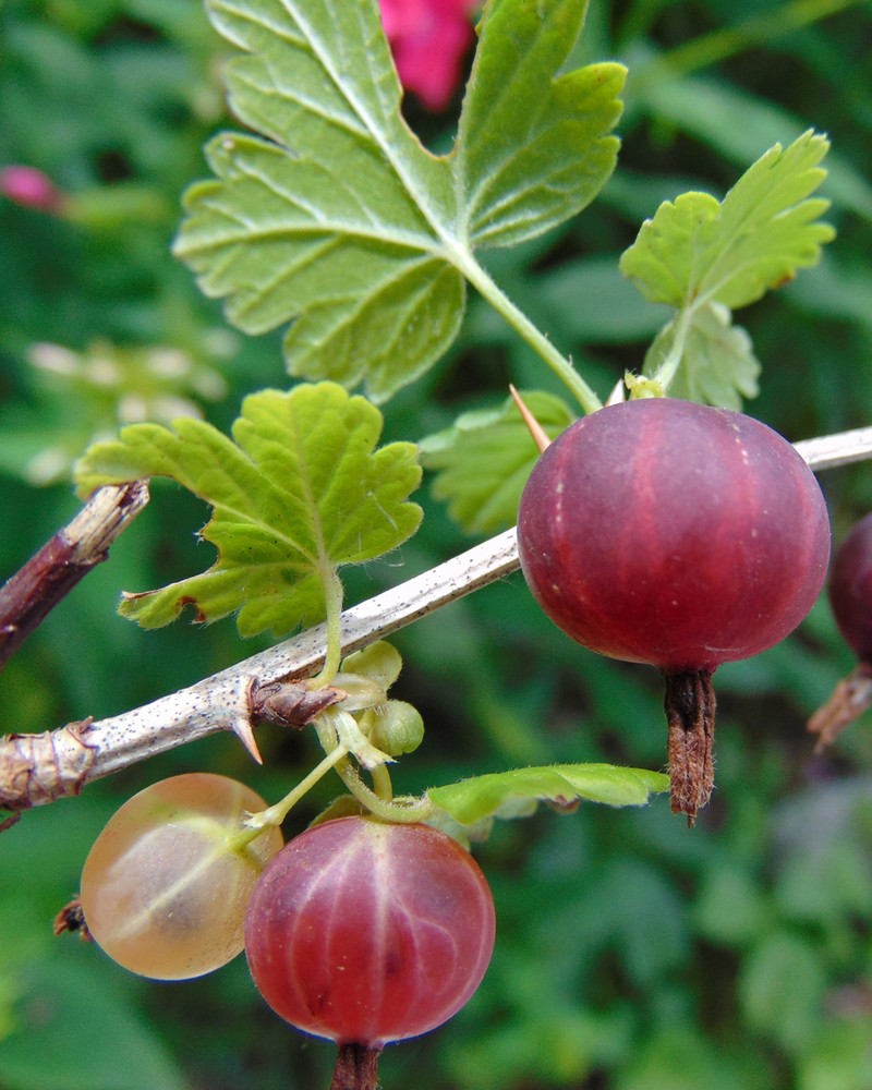 Hairystem Gooseberry