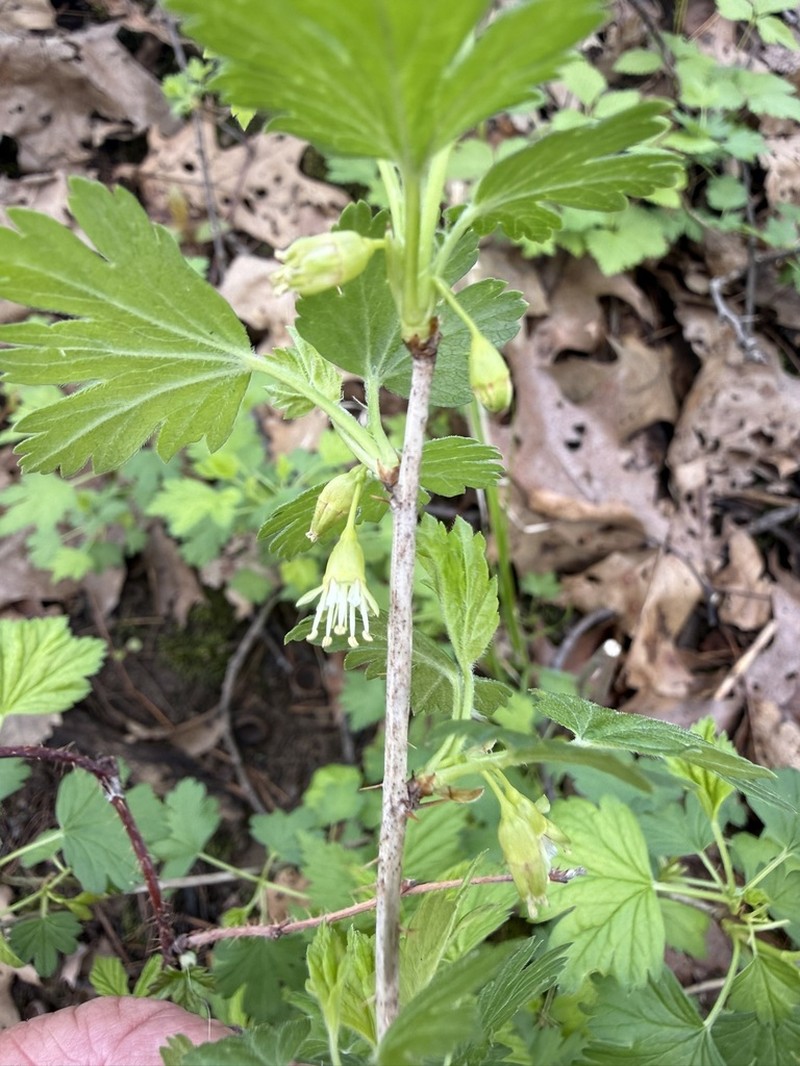 Hairystem Gooseberry photo 6