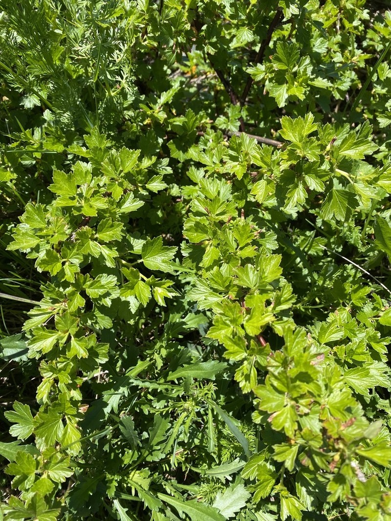 Hairystem Gooseberry photo 7