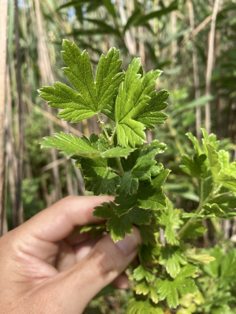 Hairystem Gooseberry photo 8