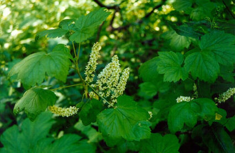 Northern Black Currant