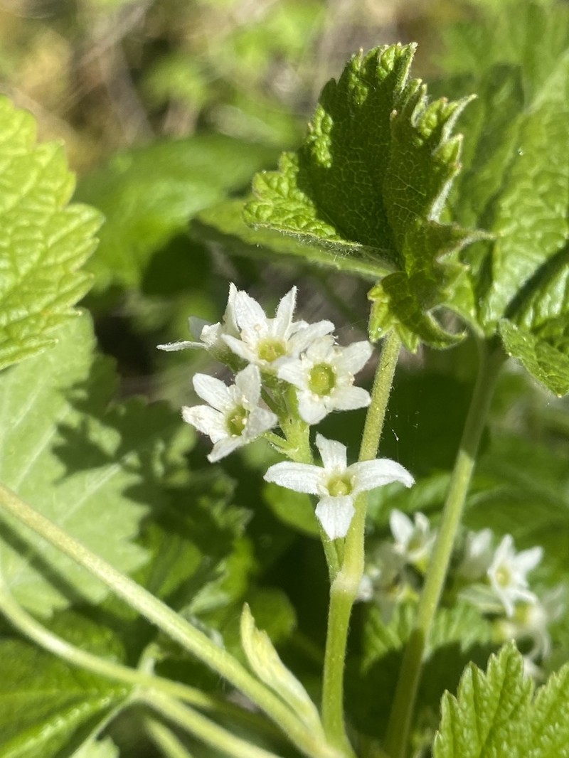 Northern Black Currant photo 2