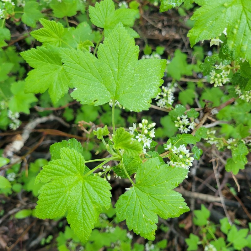 Northern Black Currant photo 3
