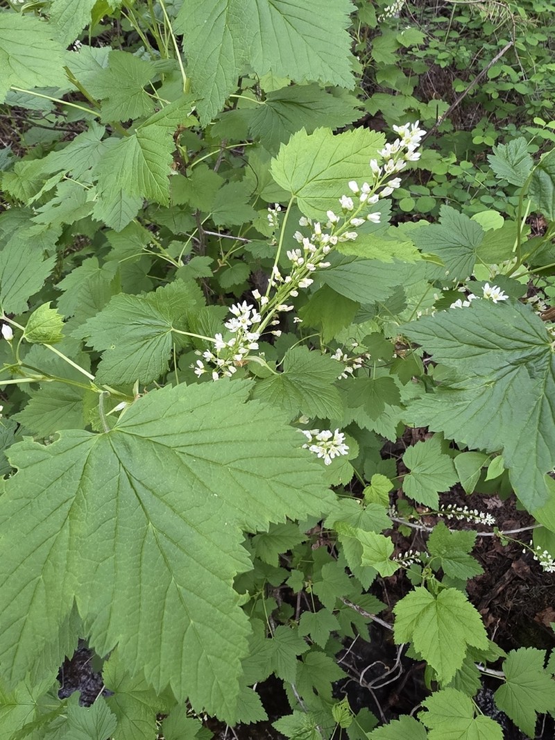 Northern Black Currant photo 4