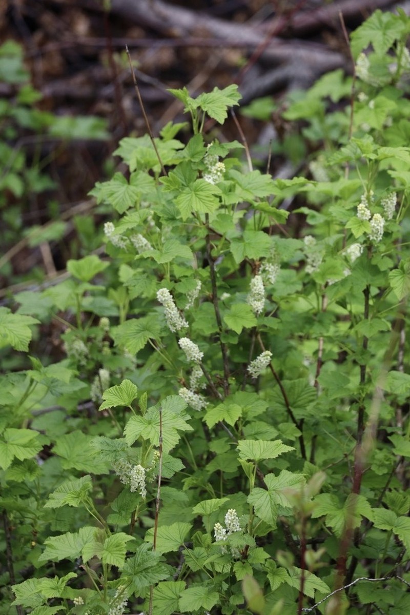 Northern Black Currant photo 5