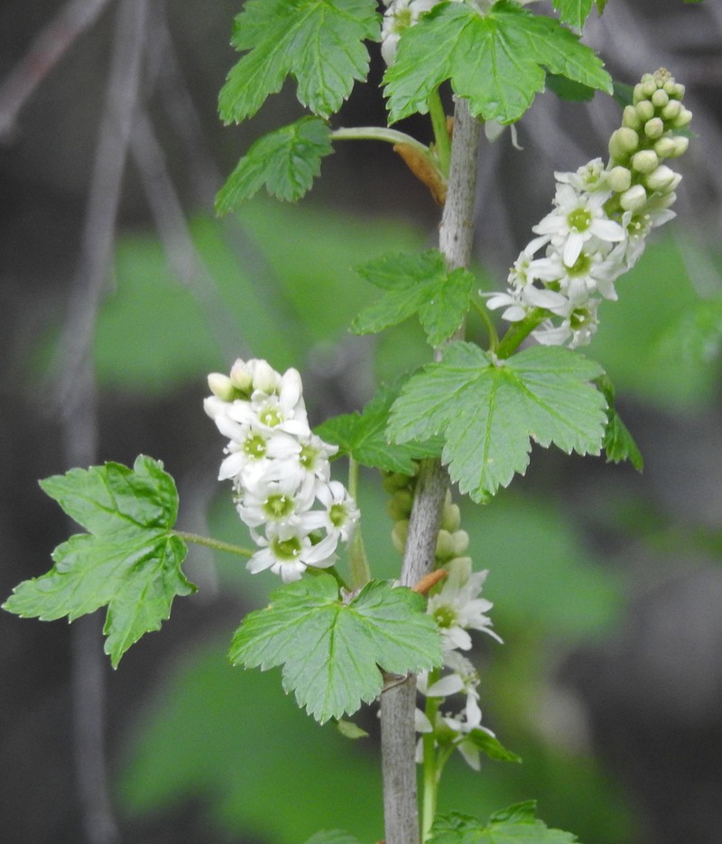 Northern Black Currant photo 6