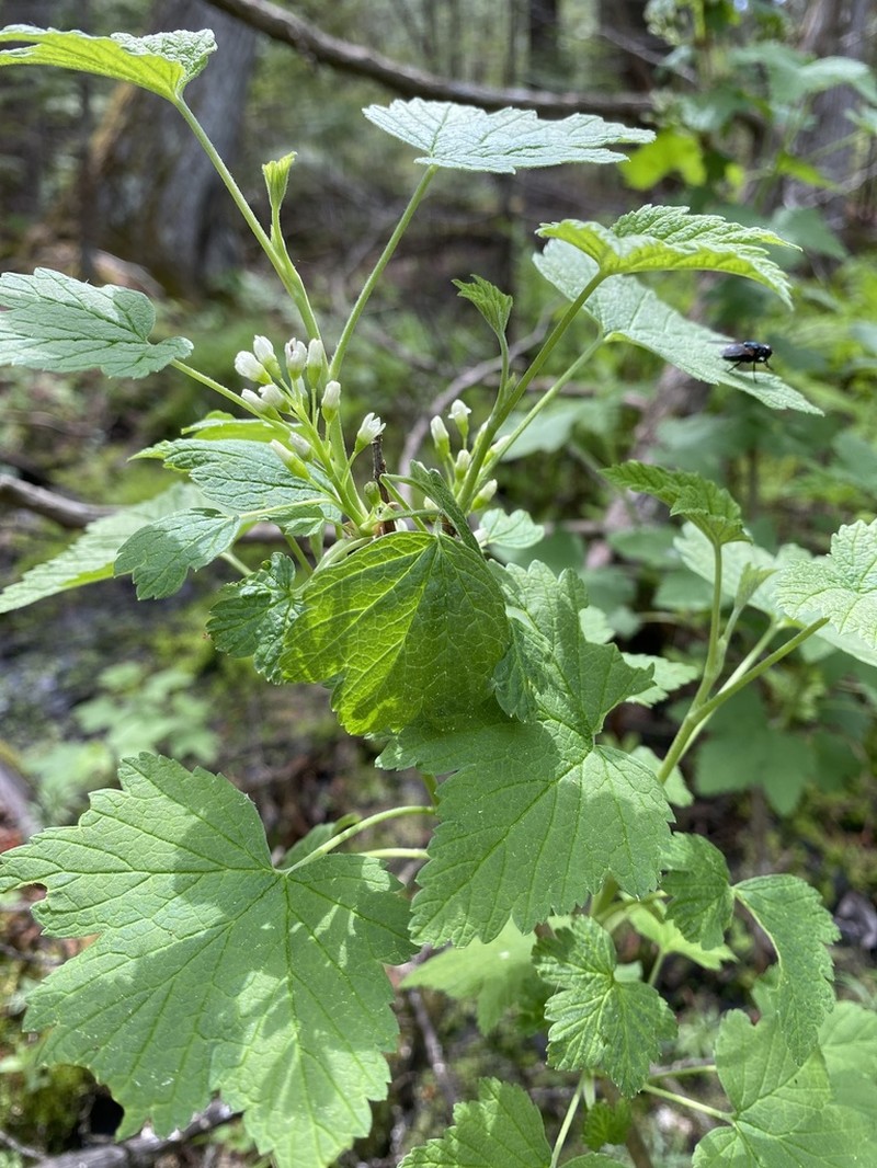 Northern Black Currant photo 7