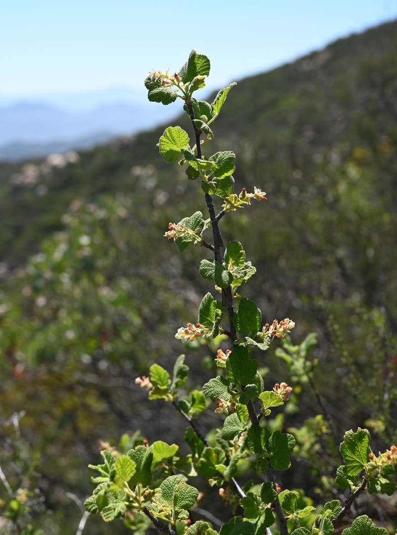 Whiteflower Currant photo 5