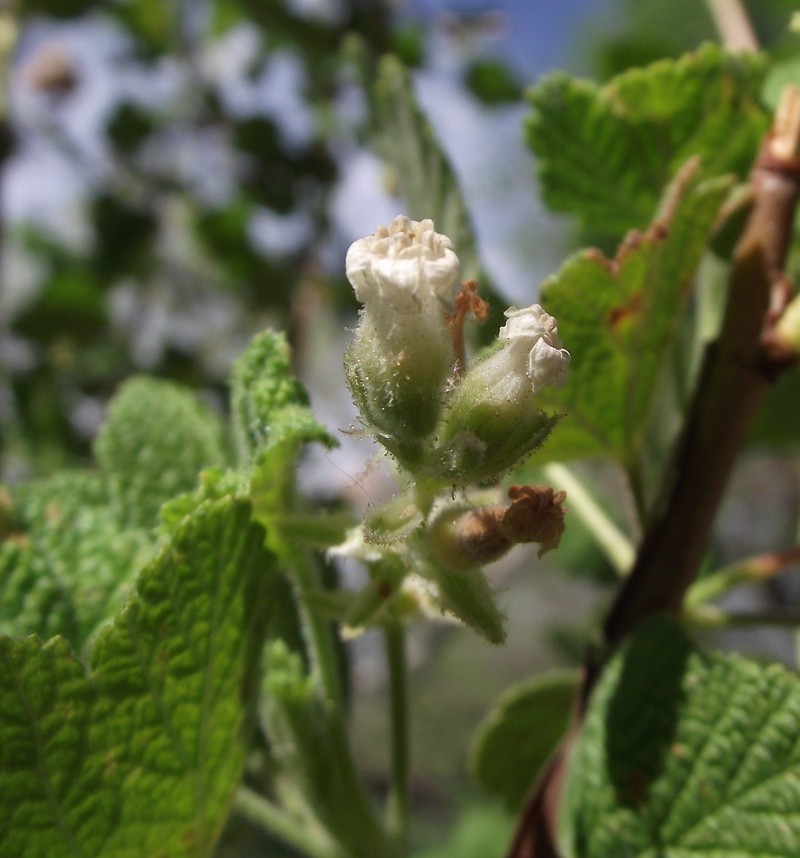 Whiteflower Currant photo 2