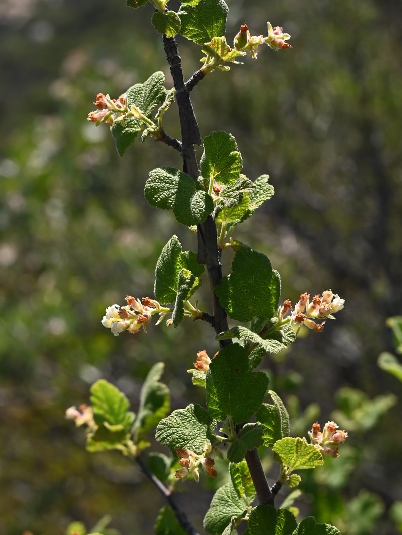 Whiteflower Currant photo 3