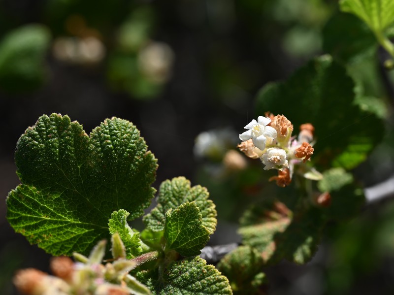 Whiteflower Currant photo 4