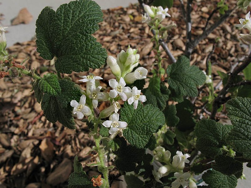 Whiteflower Currant
