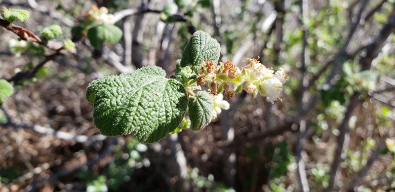 Whiteflower Currant photo 2