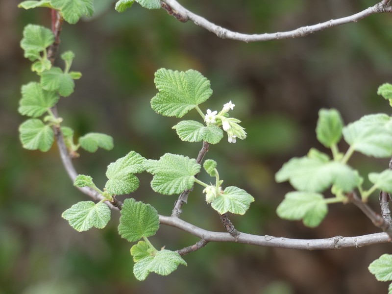 Whiteflower Currant photo 3