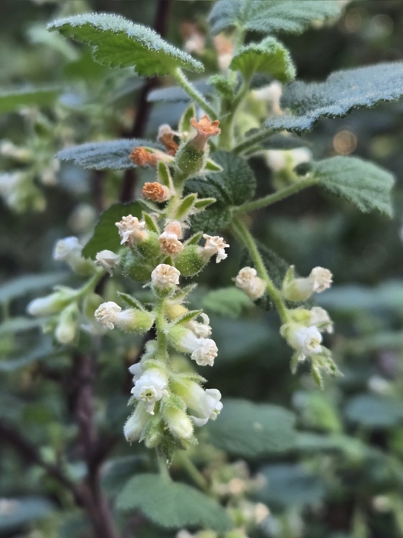 Whiteflower Currant photo 4