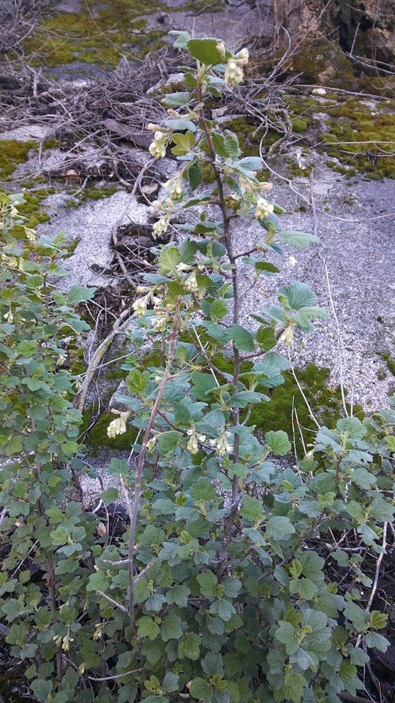 Whiteflower Currant photo 5