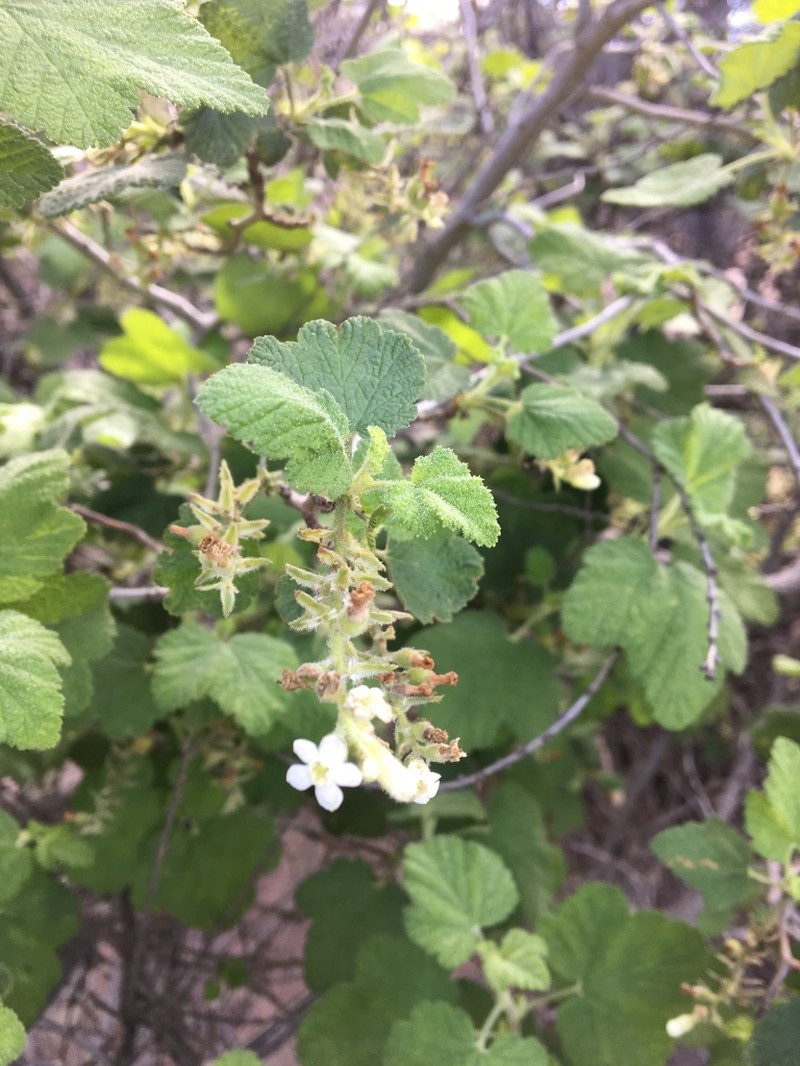 Whiteflower Currant photo 6