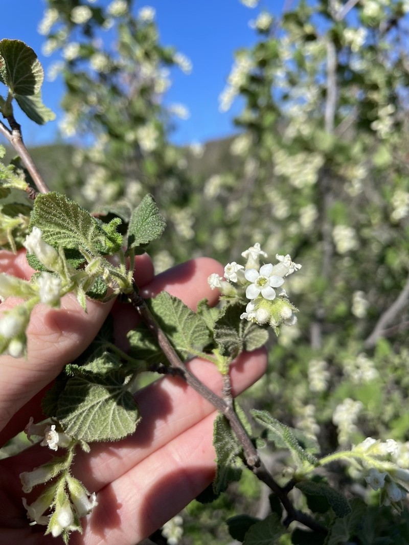Whiteflower Currant photo 7