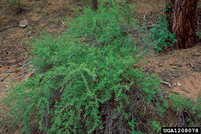 Whitestem Gooseberry