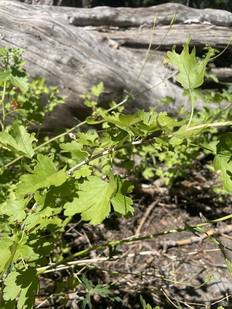 Whitestem Gooseberry photo 2