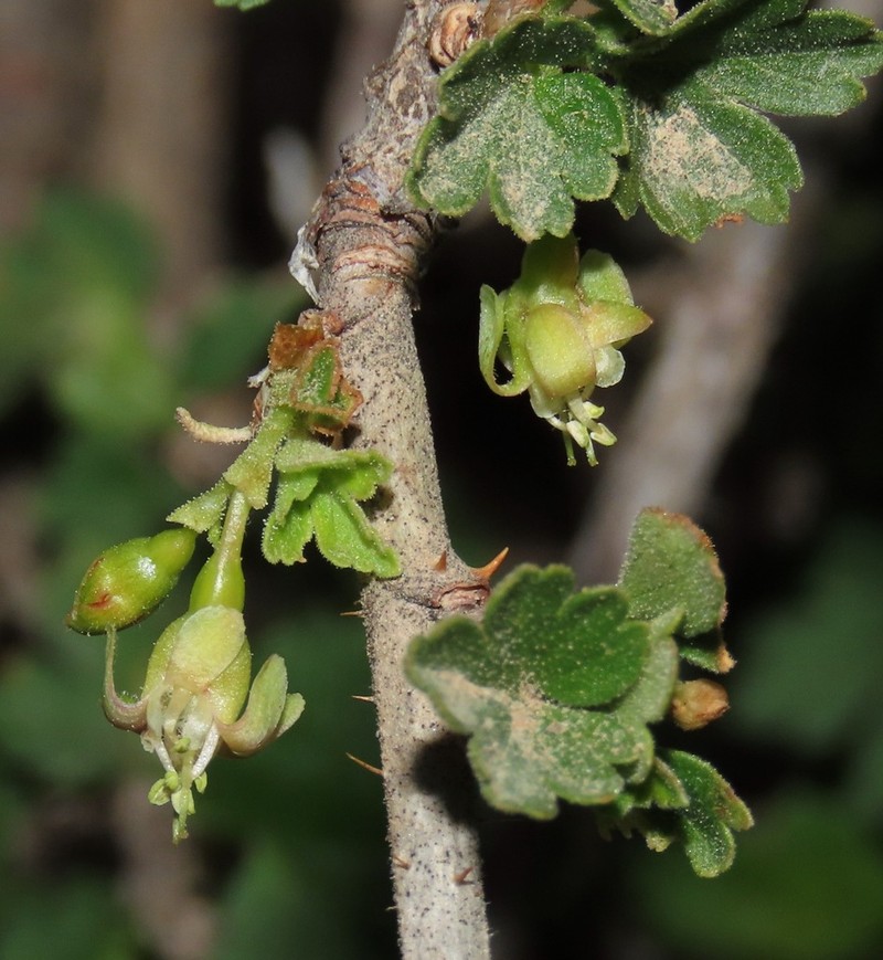Whitestem Gooseberry photo 3