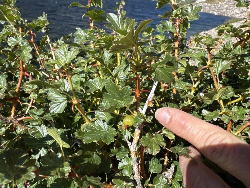 Whitestem Gooseberry photo 4