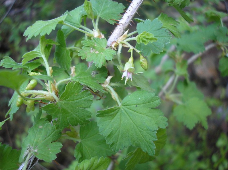 Whitestem Gooseberry photo 5