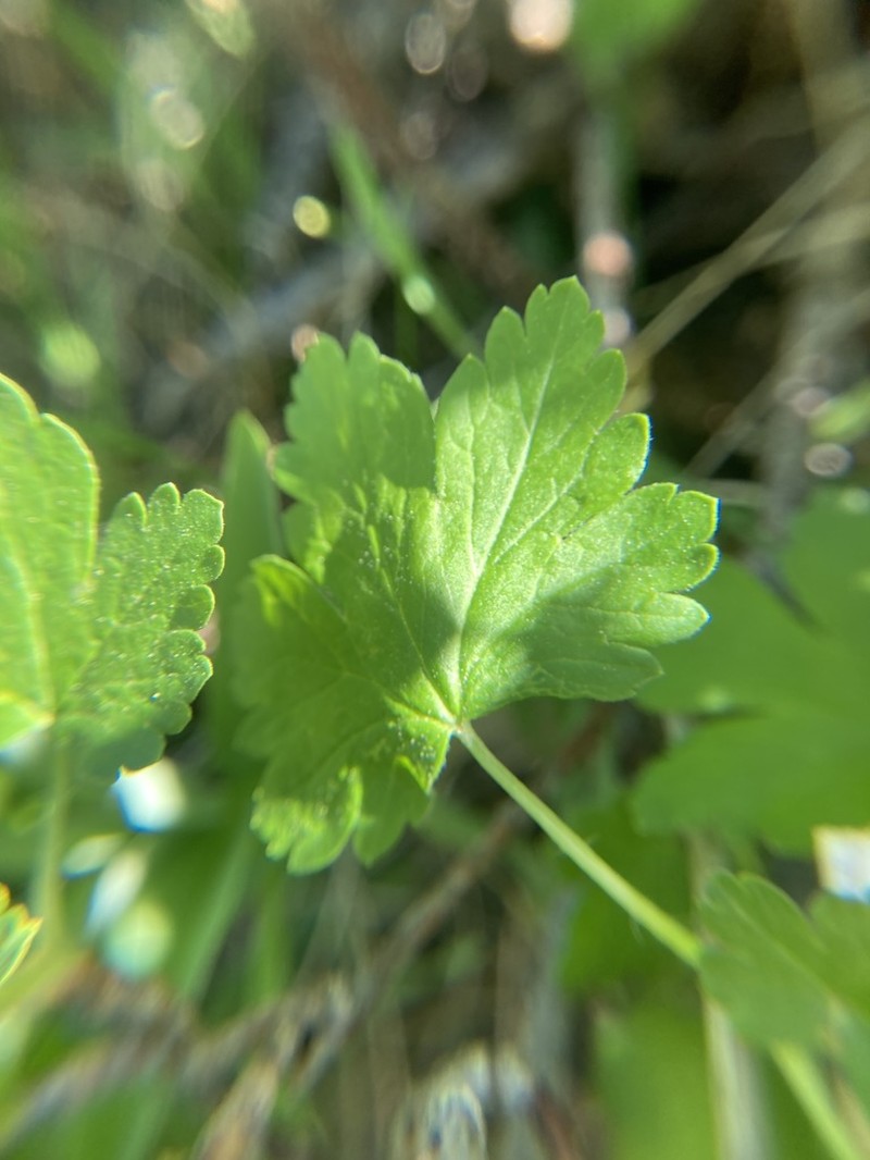 Whitestem Gooseberry photo 6