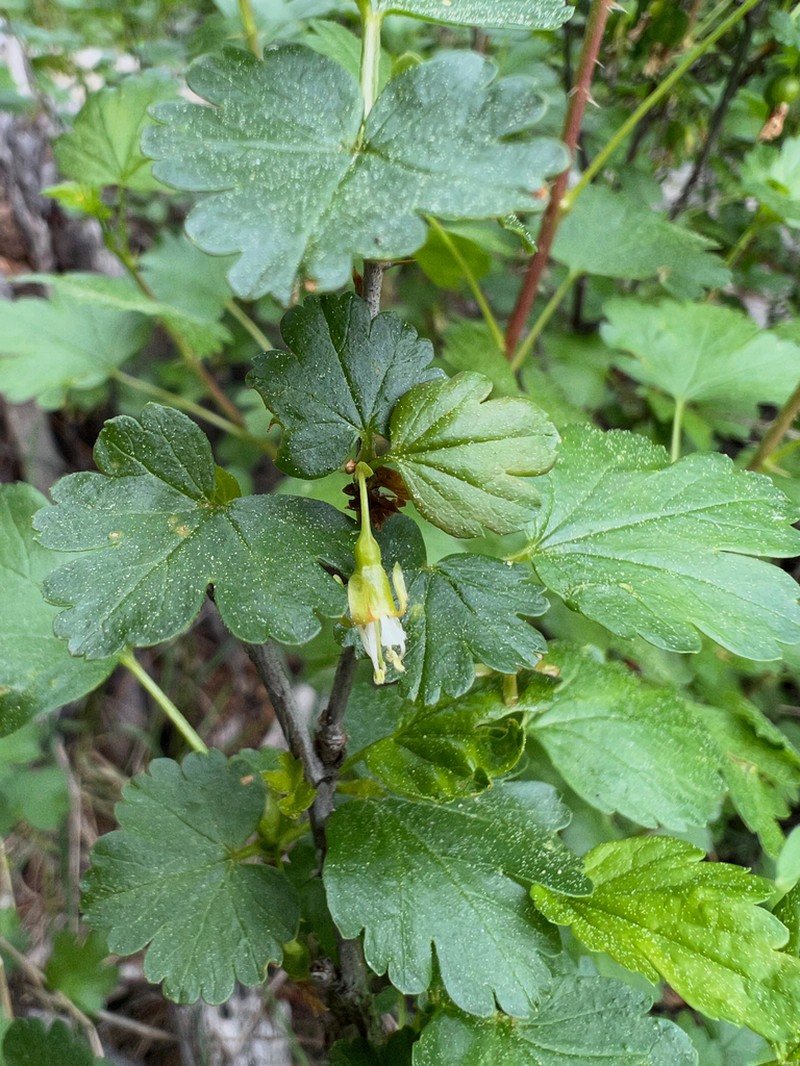 Whitestem Gooseberry photo 7