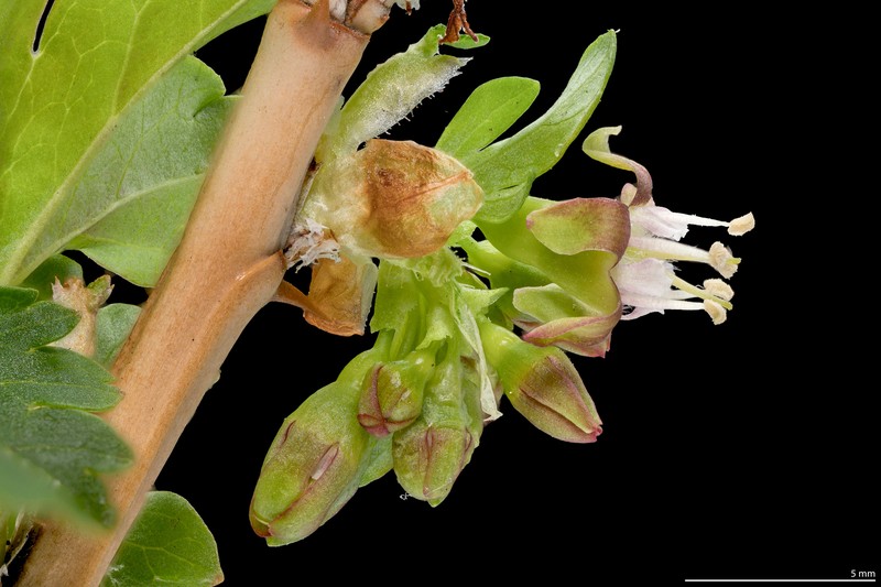 Ribes inerme var. inerme