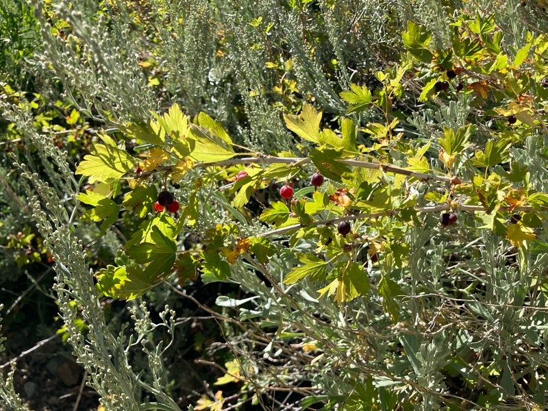 Ribes inerme var. inerme photo 2