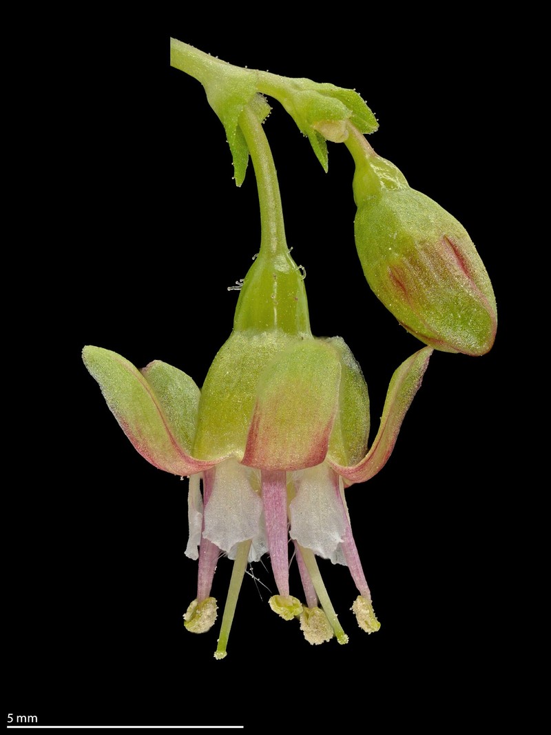 Ribes inerme var. inerme photo 3