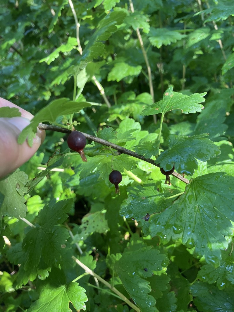 Ribes inerme var. inerme photo 5