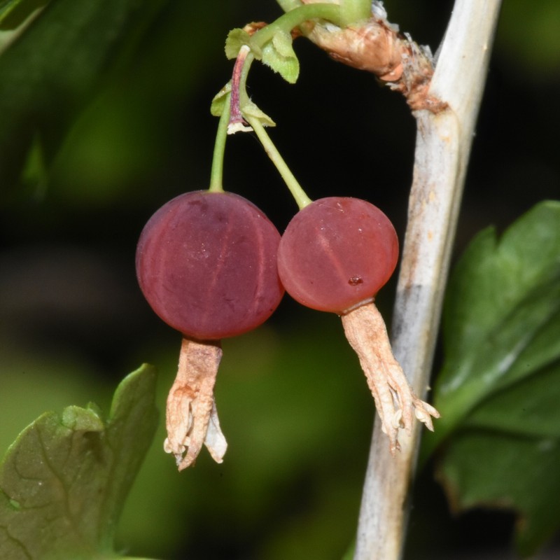 Ribes inerme var. inerme photo 6