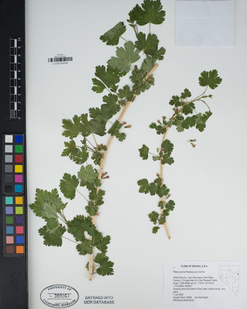 Ribes inerme var. inerme photo 8