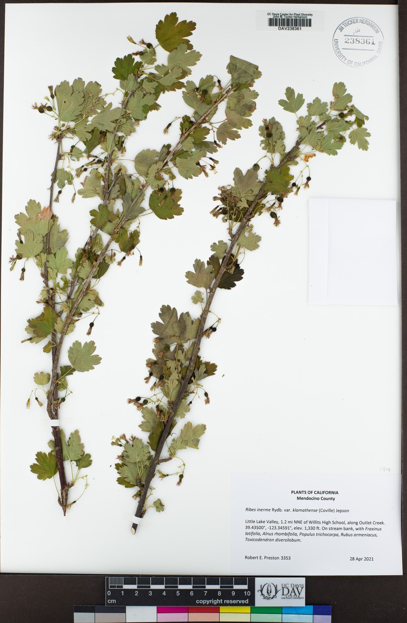 Ribes inerme var. klamathense photo 2