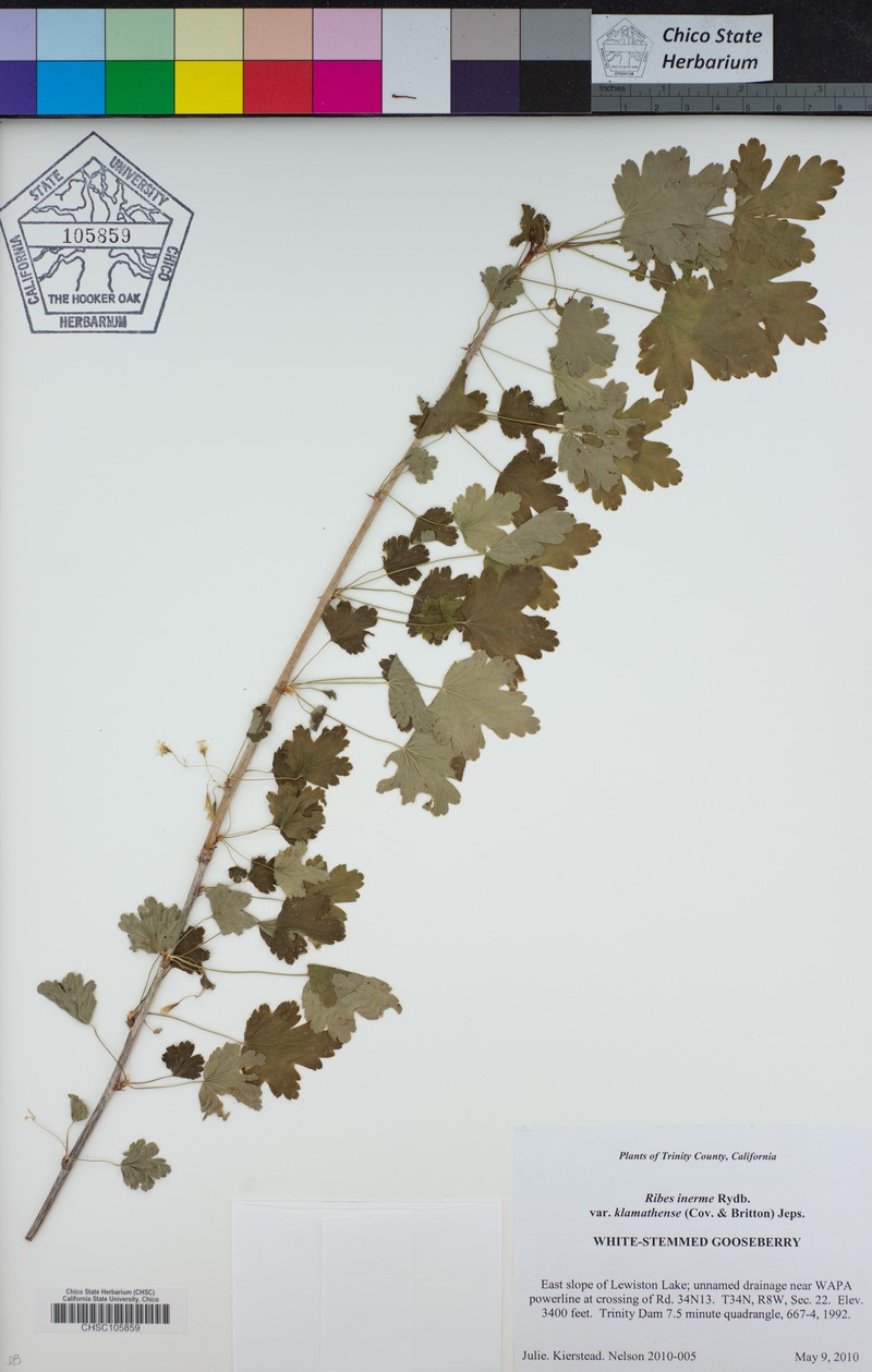 Ribes inerme var. klamathense photo 3