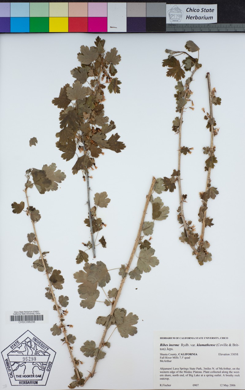 Ribes inerme var. klamathense photo 4