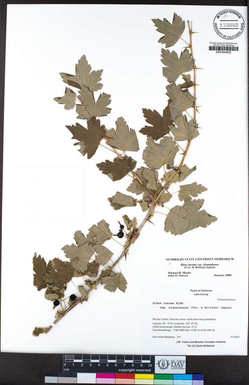 Ribes inerme var. klamathense photo 5