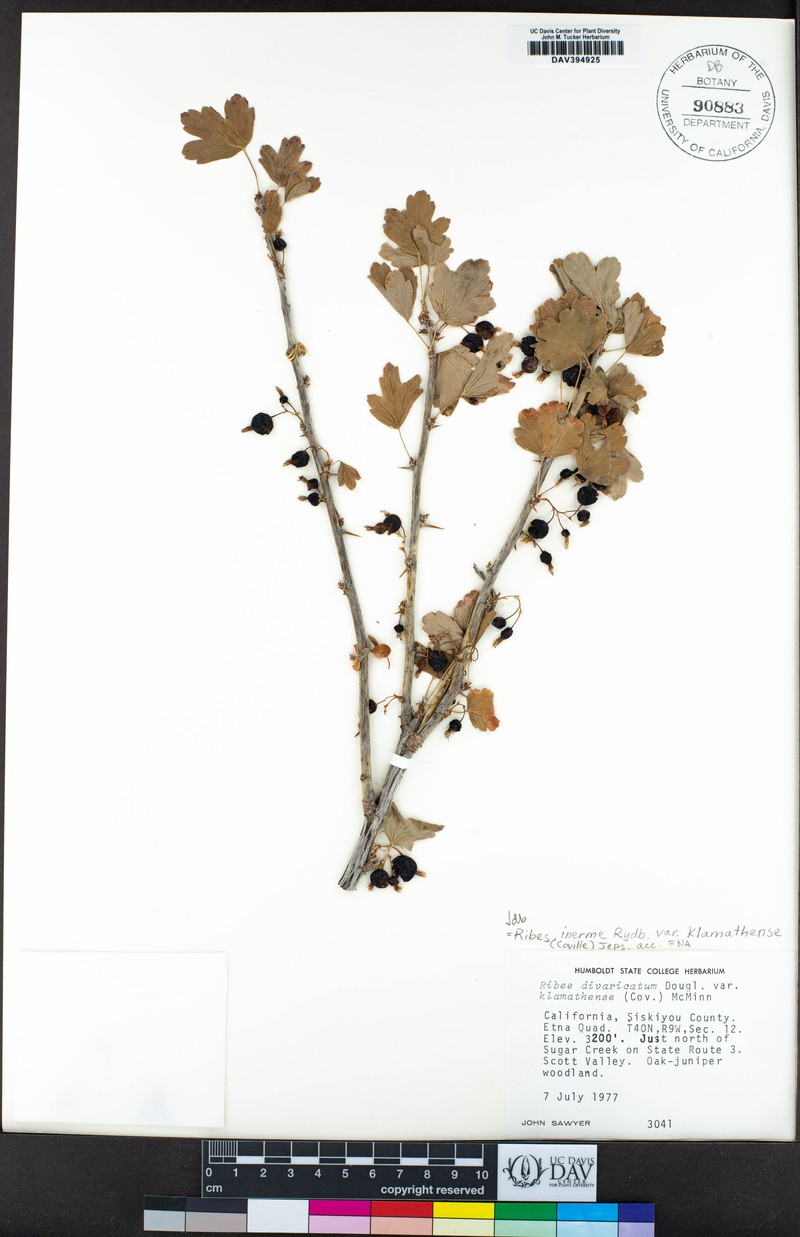 Ribes inerme var. klamathense photo 6