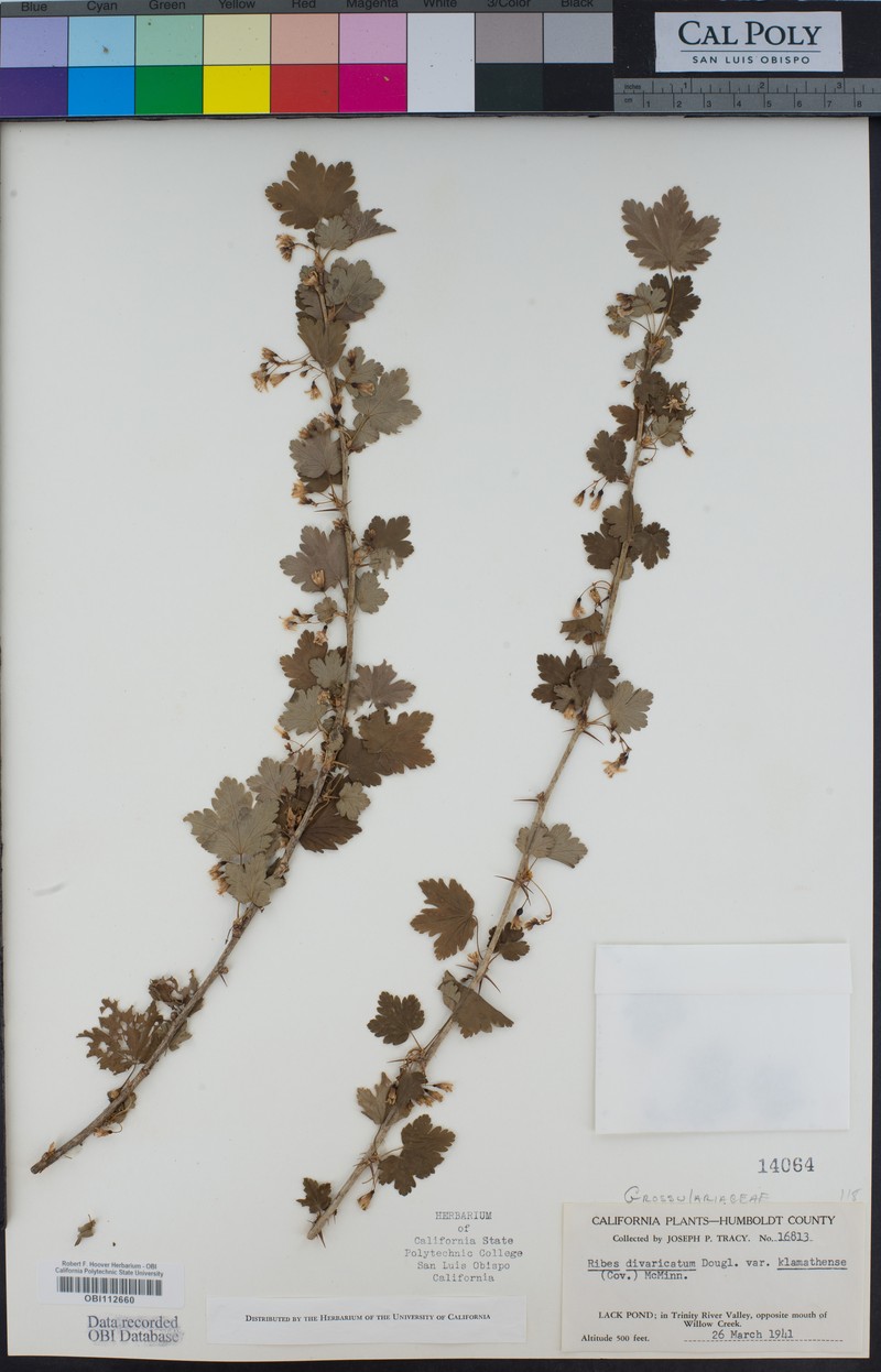 Ribes inerme var. klamathense photo 7